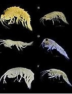 Image result for Rhachotropis inflata. Size: 142 x 151. Source: commons.wikimedia.org
