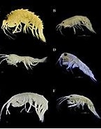 Image result for Rhachotropis helleri. Size: 145 x 151. Source: commons.wikimedia.org