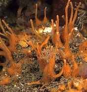 Image result for Amphilectus fucorum Order. Size: 176 x 185. Source: www.britishmarinelifepictures.co.uk