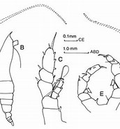 Image result for "haloptilus Acutifrons". Size: 172 x 185. Source: copepodes.obs-banyuls.fr