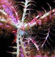 Image result for "analcidometra Armata". Size: 176 x 185. Source: reefguide.org