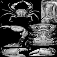 Carcinoplax eburnea Geslacht માટે ઇમેજ પરિણામ. માપ: 185 x 185. સ્ત્રોત: www.scielo.br