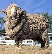 Image result for Merino. Size: 176 x 185. Source: www.istockphoto.com