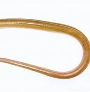 Image result for Echelus myrus Habitat. Size: 180 x 169. Source: tubiologia.forosactivos.net