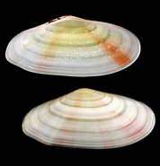 Image result for Tellina radiata Stam. Size: 178 x 185. Source: www.pinterest.com