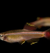 Afbeeldingsresultaten voor "tanichthys Simulans". Grootte: 174 x 185. Bron: www.joelsartore.com