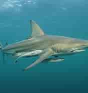 Oceanic Blacktip Shark 的图像结果.大小：175 x 185。 资料来源：fineartamerica.com
