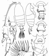 Afbeeldingsresultaten voor Pseudochirella mawsoni Stam. Grootte: 162 x 185. Bron: copepodes.obs-banyuls.fr
