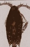 Afbeeldingsresultaten voor "calanopia Elliptica". Grootte: 95 x 185. Bron: copepodes.obs-banyuls.fr