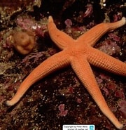 Image result for Stichasteridae. Size: 180 x 185. Source: www.reeflex.net