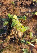 Image result for "paranaxia Serpulifera". Size: 131 x 185. Source: www.inaturalist.org