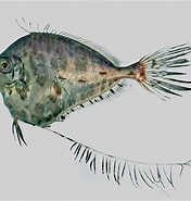 Image result for "grammicolepis Brachiusculus". Size: 176 x 185. Source: fishesofaustralia.net.au