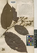 Afbeeldingsresultaten voor "forestia Scabra". Grootte: 129 x 185. Bron: powo.science.kew.org