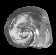 Image result for "atlanta Fragilis". Size: 187 x 185. Source: tolweb.org