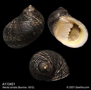 Image result for "sarsia Striata". Size: 187 x 185. Source: www.zearths.com