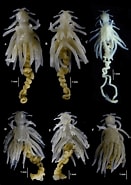 Afbeeldingsresultaten voor Zenopsis conchifer Stam. Grootte: 131 x 185. Bron: www.researchgate.net