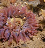 Afbeeldingsresultaten voor zeedahlia Klasse. Grootte: 174 x 185. Bron: www.onderwaterspiegel.com