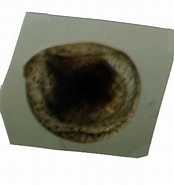 Image result for "halocypris Inflata". Size: 174 x 185. Source: www.odb.ntu.edu.tw