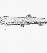 Afbeeldingsresultaten voor Neonesthes capensis. Grootte: 163 x 129. Bron: www.fishbase.se
