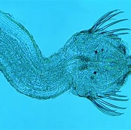 Afbeeldingsresultaten voor "sagitta Peruviana". Grootte: 187 x 185. Bron: www.diatomloir.eu