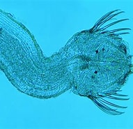 Image result for "sagitta Hexaptera". Size: 191 x 185. Source: www.diatomloir.eu