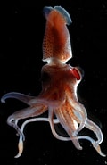 Image result for Histioteuthidae. Size: 120 x 185. Source: www.pinterest.com