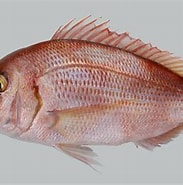 Image result for Pagrus Pagrus Rijk. Size: 183 x 184. Source: ncfishes.com