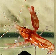 Image result for "meixnerides Armatus". Size: 186 x 185. Source: www.saltyrevolution.co.uk