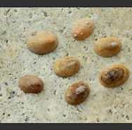 Afbeeldingsresultaten voor Iothia fulva. Grootte: 188 x 185. Bron: www.aphotomarine.com