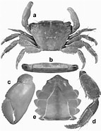 Image result for "pachygrapsus Gracilis". Size: 143 x 185. Source: www.researchgate.net