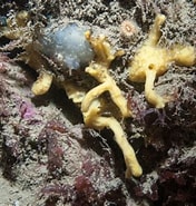 Image result for "iophon Nigricans". Size: 176 x 185. Source: www.inaturalist.org