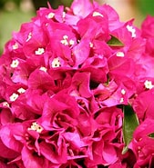 Image result for "bougainvillea Muscoides". Size: 169 x 185. Source: en.wikipedia.org
