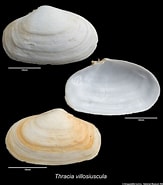 Afbeeldingsresultaten voor "thracia Villosiuscula". Grootte: 163 x 185. Bron: naturalhistory.museumwales.ac.uk