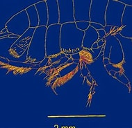 Image result for Ampeliscidae. Size: 190 x 185. Source: rev.mex.biodivers.unam.mx