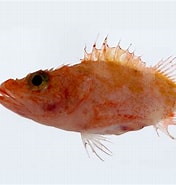 Image result for "euphausia Longirostris". Size: 176 x 185. Source: fishesofaustralia.net.au