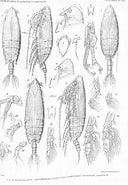 Image result for Scottocalanus securifrons Geslacht. Size: 128 x 185. Source: www.marinespecies.org