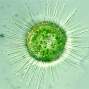 Image result for Actinopoda Biology. Size: 185 x 185. Source: www.tekportal.net