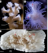 Image result for Lophelia pertusa Stam. Size: 167 x 185. Source: www.researchgate.net