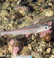 Image result for "argentina Silus". Size: 174 x 185. Source: www.reeflex.net
