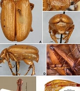 Afbeeldingsresultaten voor "proboloides Calcarata". Grootte: 163 x 185. Bron: www.researchgate.net