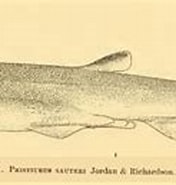 Afbeeldingsresultaten voor "galeus Sauteri". Grootte: 176 x 95. Bron: shark-references.com