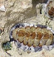 Image result for Acanthopleura granulata Stam. Size: 176 x 185. Source: www.flickr.com