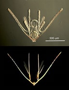Image result for "leptosynapta Latipatina". Size: 143 x 185. Source: fhl.uw.edu