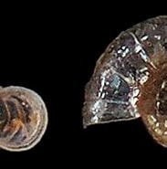 Image result for "ammonicera Rota". Size: 183 x 132. Source: www.idscaro.net