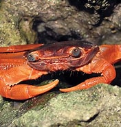 Image result for "geograpsus Stormi". Size: 176 x 185. Source: www.christmasislandcrabs.com