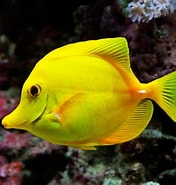 Image result for Fish. Size: 176 x 185. Source: wall.alphacoders.com