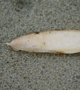 Image result for Gedoornde zeekat. Size: 164 x 185. Source: waarneming.nl