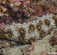 Image result for Austrolaenilla mollis Geslacht. Size: 191 x 185. Source: reeflifesurvey.com