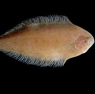 Image result for "dicologlossa Cuneata". Size: 186 x 185. Source: misanimales.com