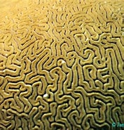Image result for Diploria labyrinthiformis Anatomie. Size: 177 x 185. Source: www.thecephalopodpage.org